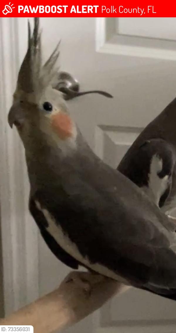 Lost Female Bird last seen Providence Golf Club Community, Polk County, FL 33837