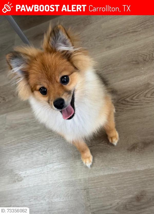Found/Stray Male Dog last seen Sam Rayburn run, Carrollton, TX 75007
