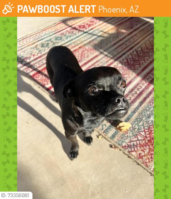 Found/Stray Male Dog last seen Thomas and 59th Ave, Phoenix, AZ 85035