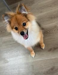 Found/Stray Male Dog last seen Sam Rayburn run, Carrollton, TX 75007