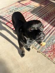 Found/Stray Male Dog last seen Thomas and 59th Ave, Phoenix, AZ 85035