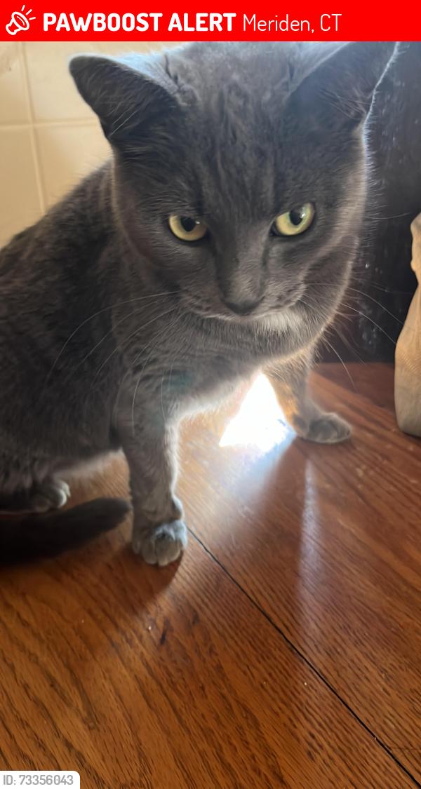 Lost Female Cat last seen Griswold St & Cambridge St, Meriden, CT 06450