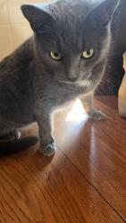 Lost Female Cat last seen Griswold St & Cambridge St, Meriden, CT 06450