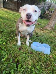 Found/Stray Female Dog last seen 8 mile and Wyoming, Detroit, MI 48221