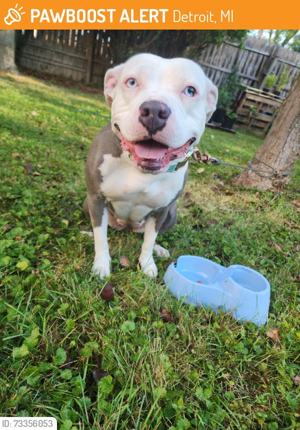 Found/Stray Female Dog last seen 8 mile and Wyoming, Detroit, MI 48221