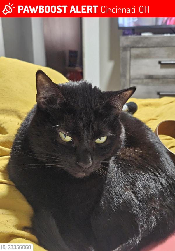 Lost Male Cat last seen Grand Ave, Cincinnati, OH 45204