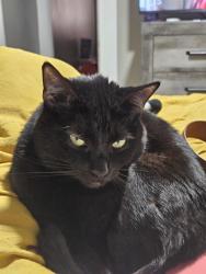 Lost Male Cat last seen Grand Ave, Cincinnati, OH 45204