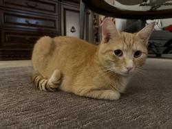 Lost Male Cat last seen Creeks Edge, Metamora, MI 48455