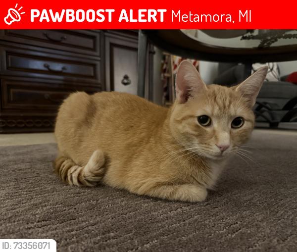 Lost Male Cat last seen Creeks Edge, Metamora, MI 48455