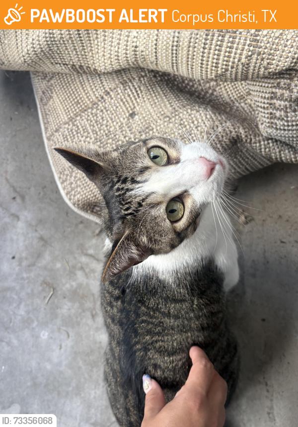 Found/Stray Male Cat last seen Sandcastle apmts, Corpus Christi, TX 78413