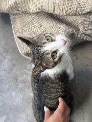 Found/Stray Male Cat last seen Sandcastle apmts, Corpus Christi, TX 78413