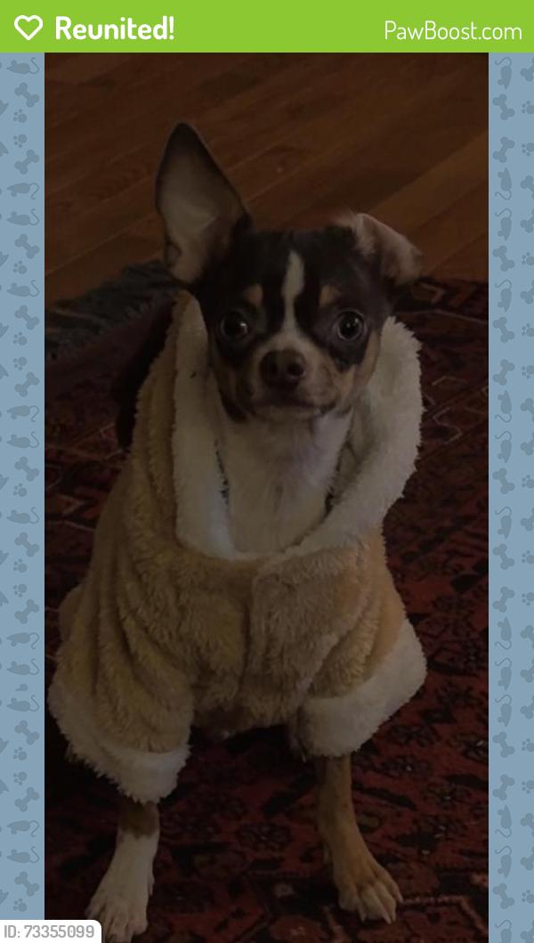 Reunited Male Dog last seen Fredrick dr Sterling va 20164, Sterling, VA 20164
