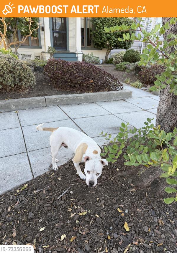 Found/Stray Male Dog last seen Webster St, Alameda, CA 94501