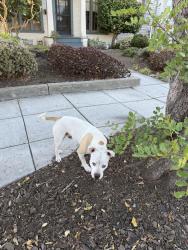 Found/Stray Male Dog last seen Webster St, Alameda, CA 94501