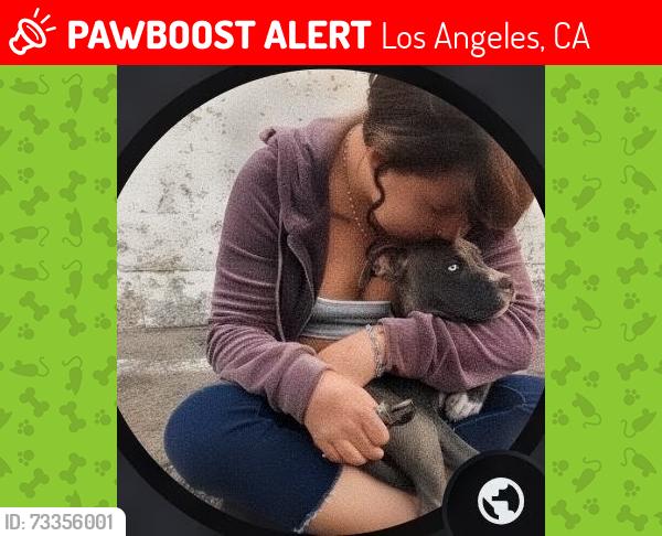 Lost Female Dog last seen In the alley of 8416 Cedros Ave, Panorama City, CA 91402, Los Angeles, CA 91402