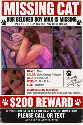Lost Male Cat last seen Near bedford Rd , fortworth, Bedford, TX 76022
