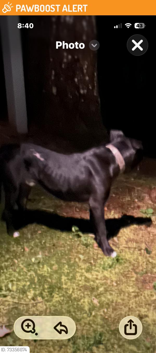Found/Stray Male Dog last seen Old balsam and hunt ests road, Haywood County, NC 28786