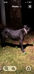 Found/Stray Male Dog last seen Old balsam and hunt ests road, Haywood County, NC 28786