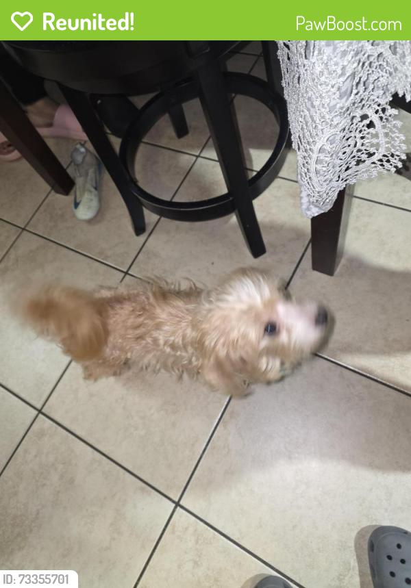 Reunited Male Dog last seen 29th Street, Sacramento, CA 95822