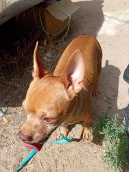 Found/Stray Male Dog last seen 5th and Veranda, Albuquerque, NM 87107