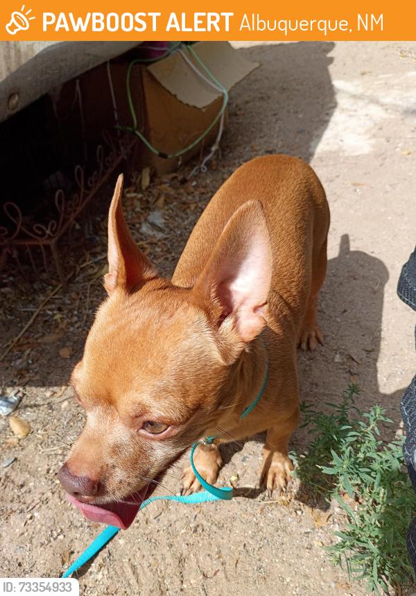 Found/Stray Male Dog last seen 5th and Veranda, Albuquerque, NM 87107
