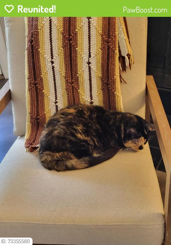Reunited Female Cat last seen Brookdale and Tudor, Naperville, IL 60563