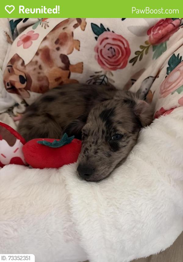 Reunited Female Dog last seen Emelita and sycamore, Mesa, AZ 85202