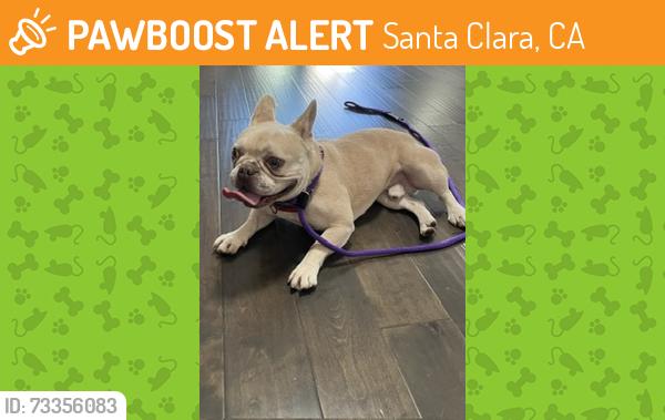 Found/Stray Male Dog last seen Millikin School, Santa Clara, CA 95055