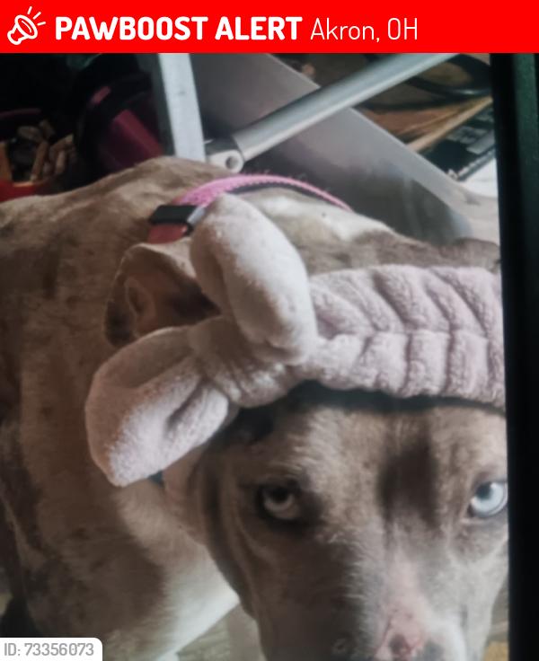 Lost Female Dog last seen S. Main St. & S. Broadway St., Akron, OH 44311
