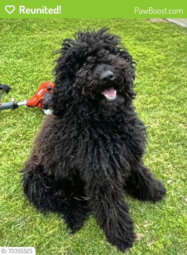 Reunited Male Dog last seen Handley rd, Fort Worth, TX 76112