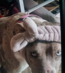 Lost Female Dog last seen S. Main St. & S. Broadway St., Akron, OH 44311