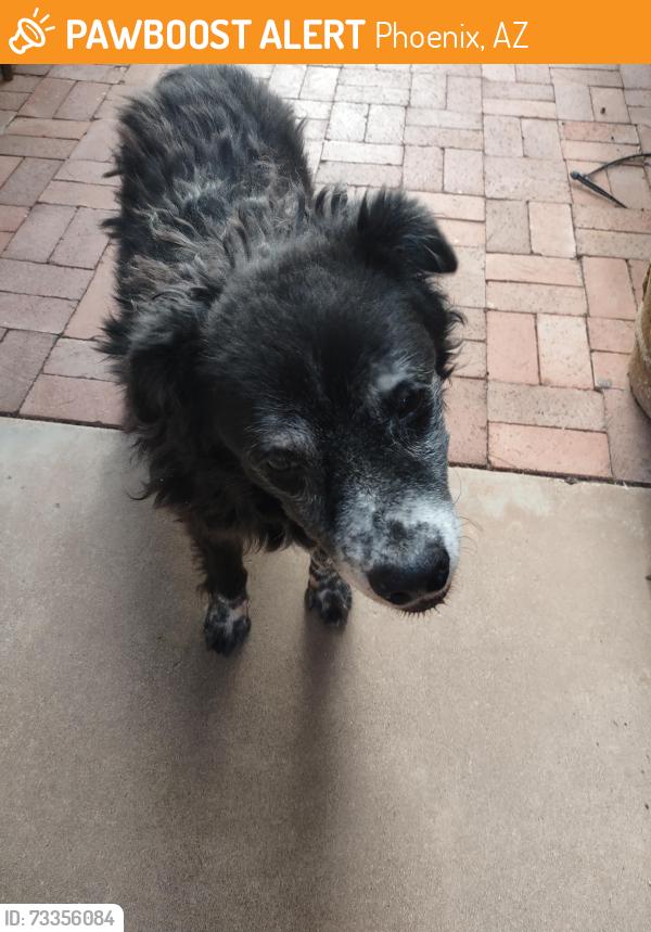 Found/Stray Unknown Dog last seen Euclid, Phoenix, AZ 85042