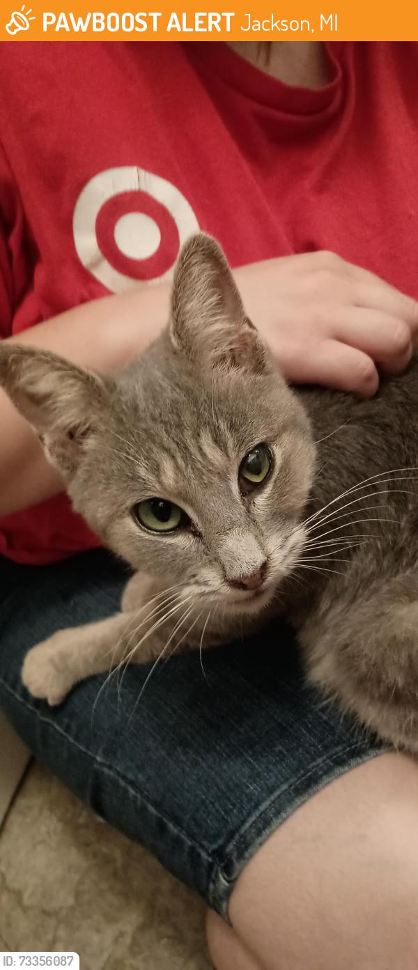 Found/Stray Female Cat last seen Blackstone and Ganson Street in Jackson, Mi, Jackson, MI 49201