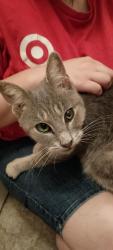 Found/Stray Female Cat last seen Blackstone and Ganson Street in Jackson, Mi, Jackson, MI 49201