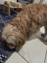 Reunited Male Dog last seen Terill Road, Plainfield, NJ 07062