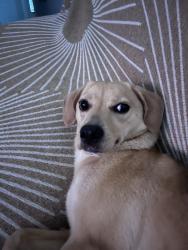 Found/Stray Female Dog last seen SW 24th st., San Antonio, TX 78207