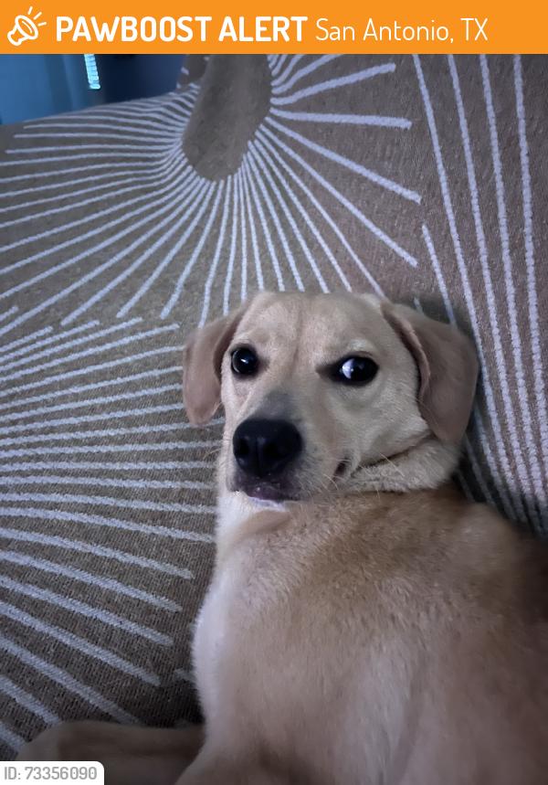 Found/Stray Female Dog last seen SW 24th st., San Antonio, TX 78207