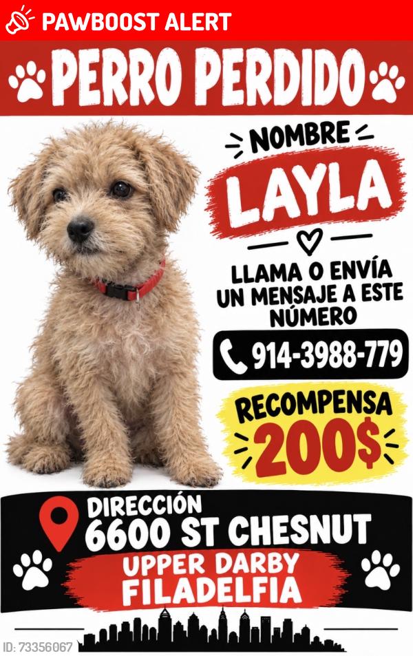 Lost Female Dog last seen Christian express, Upper Darby Township, PA 19082