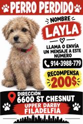 Lost Female Dog last seen Christian express, Upper Darby Township, PA 19082
