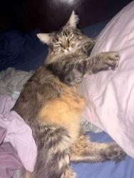 Reunited Male Cat last seen Emerson Rd/Glencove Ave, Palm Bay, FL 32907