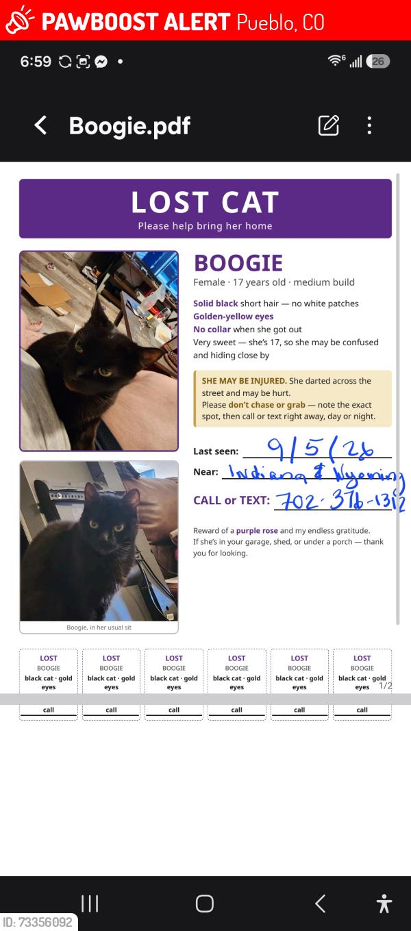 Lost Female Cat last seen Indiana & Wyoming, Pueblo, CO 81004