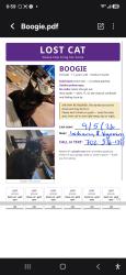 Lost Female Cat last seen Indiana & Wyoming, Pueblo, CO 81004