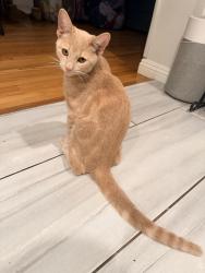 Lost Male Cat last seen Lincoln/Claremont and Forest/Claremont, Pasadena, CA 91103