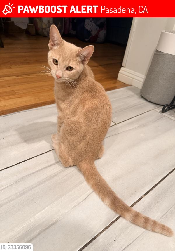 Lost Male Cat last seen Lincoln/Claremont and Forest/Claremont, Pasadena, CA 91103