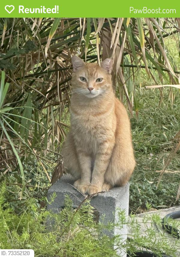 Reunited Male Cat last seen Hammerly and Moorberry, Houston, TX 77080