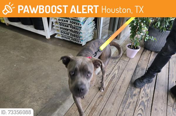 Found/Stray Female Dog last seen Curtain Street, Houston, TX 77018