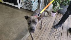 Found/Stray Female Dog last seen Curtain Street, Houston, TX 77018