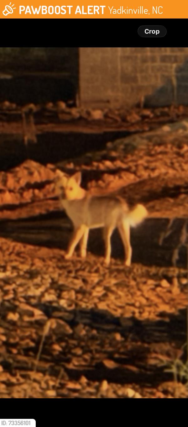 Found/Stray Male Dog last seen State st and west lee ave (FOOD LION), Yadkinville, NC 27055