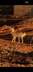 Found/Stray Male Dog last seen State st and west lee ave (FOOD LION), Yadkinville, NC 27055