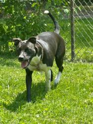 Reunited Female Dog last seen East hazel crest, Hazel Crest, IL 60429